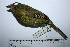  ( - MUSM-Orn-29334)  @11 [ ] CreativeCommons - Attribution Non-Commercial Share-Alike (2017) Unspecified Universidad Nacional Mayor de San Marcos, Museo de Historia Natural