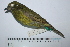  ( - MUSM-Orn-29336)  @11 [ ] CreativeCommons - Attribution Non-Commercial Share-Alike (2017) Unspecified Universidad Nacional Mayor de San Marcos, Museo de Historia Natural