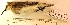 ( - MUSM-Orn-29408)  @11 [ ] CreativeCommons - Attribution Non-Commercial Share-Alike (2017) Unspecified Universidad Nacional Mayor de San Marcos, Museo de Historia Natural