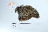  ( - MUSM-Orn-30714)  @11 [ ] CreativeCommons - Attribution Non-Commercial Share-Alike (2017) Unspecified Universidad Nacional Mayor de San Marcos, Museo de Historia Natural
