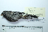  ( - MUSM-Orn-33235)  @11 [ ] CreativeCommons - Attribution Non-Commercial Share-Alike (2017) Unspecified Universidad Nacional Mayor de San Marcos, Museo de Historia Natural