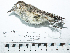  ( - MUSM-Orn-33952)  @11 [ ] CreativeCommons - Attribution Non-Commercial Share-Alike (2017) Unspecified Universidad Nacional Mayor de San Marcos, Museo de Historia Natural