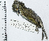  (Saltator striatipectus - MUSM-Orn-34179)  @11 [ ] CreativeCommons - Attribution Non-Commercial Share-Alike (2017) Unspecified Universidad Nacional Mayor de San Marcos, Museo de Historia Natural
