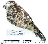  ( - MUSM-Orn-34397)  @11 [ ] CreativeCommons - Attribution Non-Commercial Share-Alike (2017) Unspecified Universidad Nacional Mayor de San Marcos, Museo de Historia Natural