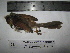  (Chrysomma - BRC-00068)  @11 [ ] CreativeCommons - Attribution Non-Commercial Share-Alike (2015) Safia Janjua Bioresource Centre