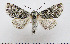  ( - AV-0016-Noct.)  @13 [ ] No Rights Reserved (2011) A.V. Volynkin Unspecified
