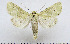  (Calamia tridens x decipiens - AV-0026-Noct.)  @13 [ ] No Rights Reserved (2011) A.V. Volynkin Unspecified