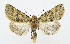  ( - AV-0063-Noct.)  @13 [ ] No Rights Reserved (2011) A.V. Volynkin Unspecified