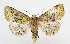  ( - AV-0066-Noct.)  @13 [ ] No Rights Reserved (2011) A.V. Volynkin Unspecified