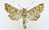  ( - AV-0079-Noct.)  @13 [ ] No Rights Reserved (2011) A.V. Volynkin Unspecified