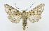  ( - AV-0081-Noct.)  @13 [ ] No Rights Reserved (2011) A.V. Volynkin Unspecified