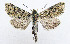 ( - AV-0082-Noct.)  @13 [ ] No Rights Reserved (2011) A.V. Volynkin Unspecified