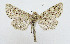  ( - AV-0083-Noct.)  @13 [ ] No Rights Reserved (2011) A.V. Volynkin Unspecified