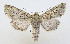  ( - AV-0085-Noct.)  @13 [ ] No Rights Reserved (2011) A.V. Volynkin Unspecified