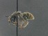  ( - MACN-En 22231)  @11 [ ] Copyright (2016) Alicia Schaller Museo Argentino de Ciencas Naturales "Bernardino Rivadavia"