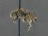 ( - MACN-En 22257)  @11 [ ] Copyright (2016) Alicia Schaller Museo Argentino de Ciencas Naturales "Bernardino Rivadavia"