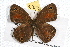  (Cissia rubricata - JLB-0204)  @13 [ ] CreativeCommons - Attribution (2009) Unspecified Centre for Biodiversity Genomics