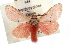  ( - JLB-0235)  @14 [ ] CreativeCommons - Attribution (2009) Unspecified Centre for Biodiversity Genomics