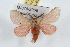  ( - JLB-0263)  @14 [ ] CreativeCommons - Attribution (2009) Unspecified Centre for Biodiversity Genomics
