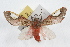  ( - JLB-0272)  @13 [ ] CreativeCommons - Attribution (2009) Unspecified Centre for Biodiversity Genomics