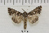  (Trichoplusia - AWC-08100)  @15 [ ] CreativeCommons - Attribution Non-Commercial Share-Alike (2010) Tim Whittier Arizona Western College