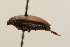  ( - 09PROBE-02484)  @12 [ ] CreativeCommons - Attribution (2009) Unspecified Centre for Biodiversity Genomics
