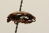  ( - 09PROBE-02485)  @12 [ ] CreativeCommons - Attribution (2009) Unspecified Centre for Biodiversity Genomics