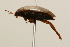 (Agabus pallens - 09PROBE-02536)  @12 [ ] CreativeCommons - Attribution (2009) Unspecified Centre for Biodiversity Genomics