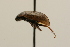  (Laccobius cinereus - 09PROBE-02557)  @14 [ ] CreativeCommons - Attribution (2009) Unspecified Centre for Biodiversity Genomics