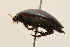  ( - 09PROBE-02563)  @13 [ ] CreativeCommons - Attribution (2009) Unspecified Centre for Biodiversity Genomics
