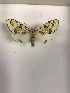  (Lichnoptera sp. AK1 - LEP-75396)  @11 [ ] No Rights Reserved  Unspecified Unspecified