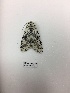  (Lichnoptera sp. AK4 - LEP-75405)  @11 [ ] No Rights Reserved  Unspecified Unspecified