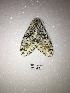  (Lichnoptera sp. AK5 - LEP-75406)  @11 [ ] No Rights Reserved  Unspecified Unspecified