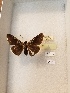  (Agathymus rethon - LEP-79305)  @11 [ ] No Rights Reserved  Unspecified Unspecified