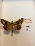  (Agathymus alliae - LEP-79307)  @11 [ ] No Rights Reserved  Unspecified Unspecified