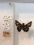  (Paratrytone polyclea - LEP-79358)  @11 [ ] No Rights Reserved  Unspecified Unspecified