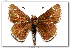  ( - LEP-40023)  @11 [ ] Copyright (2009) Unspecified Butterflies of America