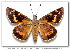  ( - LEP-40123)  @11 [ ] Copyright (2008) Unspecified Butterflies of America