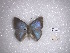  ( - FLMNH-MGCL-LEP-78290)  @11 [ ] No Rights Reserved  Unspecified Unspecified