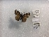  (Cogia mala - FLMNH-MGCL-LEP-78322)  @11 [ ] No Rights Reserved  Unspecified Unspecified