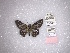  (Phanus confusis - FLMNH-MGCL-LEP-78327)  @11 [ ] No Rights Reserved  Unspecified Unspecified