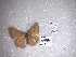  ( - FLMNH-MGCL-LEP-78346)  @11 [ ] No Rights Reserved  Unspecified Unspecified