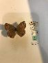  (Cissia cleophes - LEP-79184)  @11 [ ] No Rights Reserved  Unspecified Unspecified