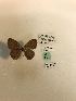  (Euptychia fetna - LEP-79185)  @11 [ ] No Rights Reserved  Unspecified Unspecified