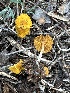  ( - MO556325)  @11 [ ] CreativeCommons - Attribution Share-Alike (2024) Unspecified Arizona Mushroom Society
