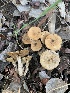  ( - MO562972)  @11 [ ] CreativeCommons - Attribution Share-Alike (2024) Unspecified Arizona Mushroom Society