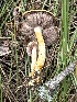  ( - MO558518)  @11 [ ] CreativeCommons - Attribution Share-Alike (2024) Unspecified Arizona Mushroom Society