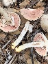  (Agaricus sp. TAC1587a - MO563241)  @11 [ ] CreativeCommons - Attribution Share-Alike (2024) Unspecified Arizona Mushroom Society