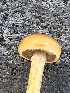  ( - MO519948)  @11 [ ] CreativeCommons - Attribution Share-Alike (2023) Unspecified Arizona Mushroom Society