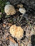  ( - MO555834)  @11 [ ] CreativeCommons - Attribution Share-Alike (2024) Unspecified Arizona Mushroom Society